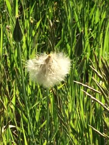 dandelion seeds